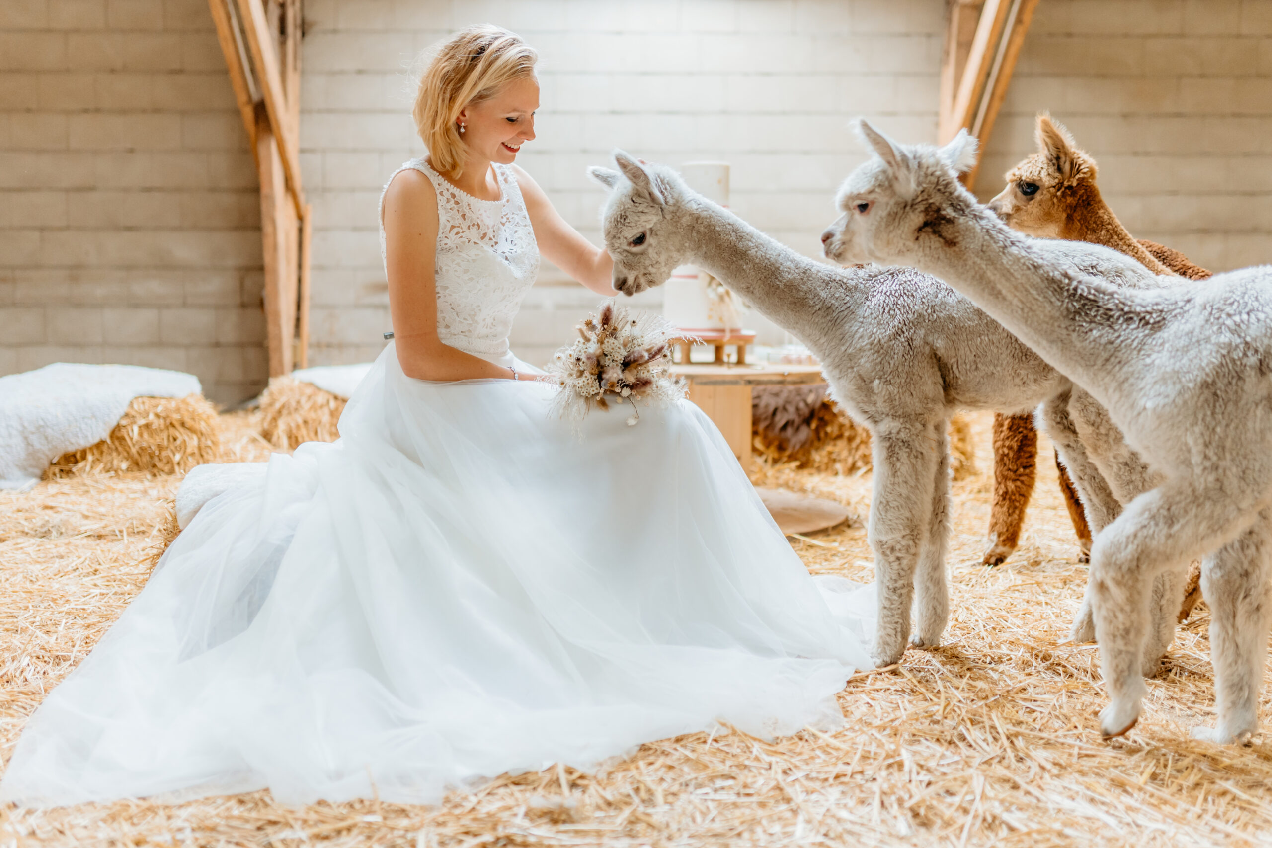 Alpaca love